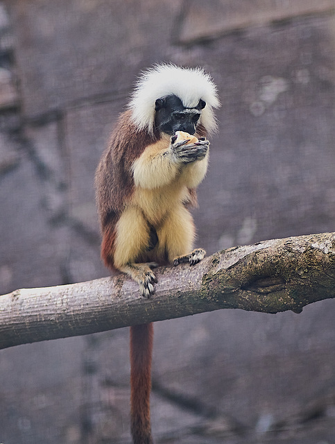 Tierpark Straubing
