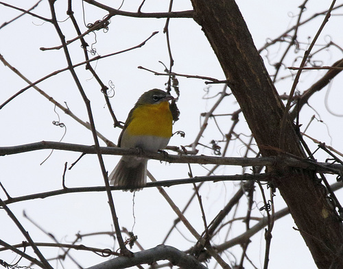 ictérie polyglotte / yellow-breasted chat