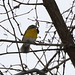 ictérie polyglotte / yellow-breasted chat