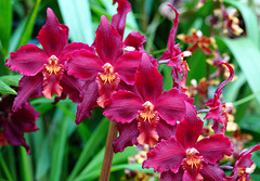 Oncidium URG (Queen of Hearts x McBean's Rosie)