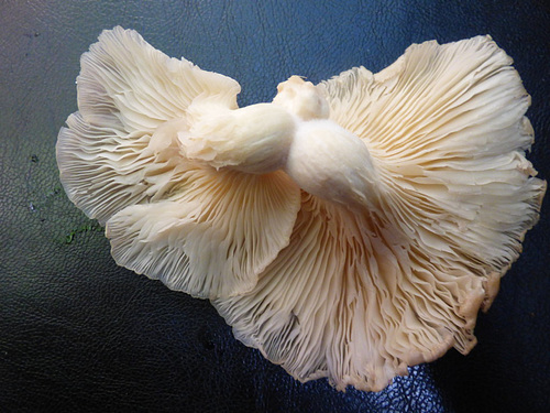 Deux bels champignons