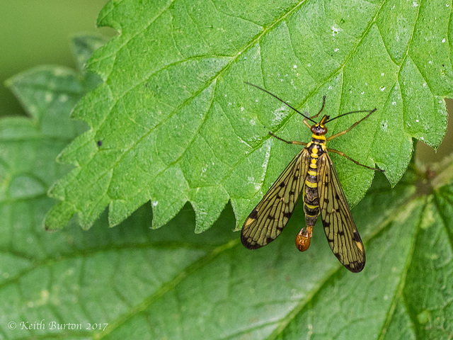 Scorpion Fly