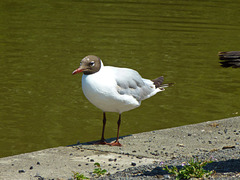 Black Headed Gull 1