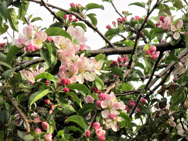 The apple blossom is so pretty in the setting sun