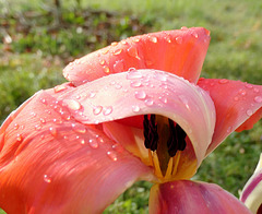 Danse sous la pluie !