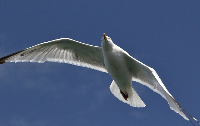 EOS 60D Unknown 2019 08 20 00151 Gull dpp