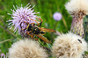 20200901 9713CPw [D~PB] Gallische Feldwespe (Polistes dominula), Insekt, Delbrück