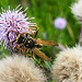 20200901 9713CPw [D~PB] Gallische Feldwespe (Polistes dominula), Insekt, Delbrück