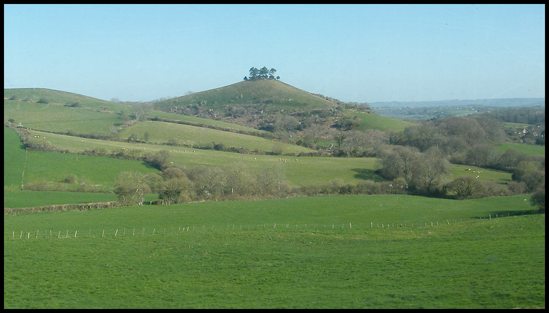 new trees on Colmer's Hill