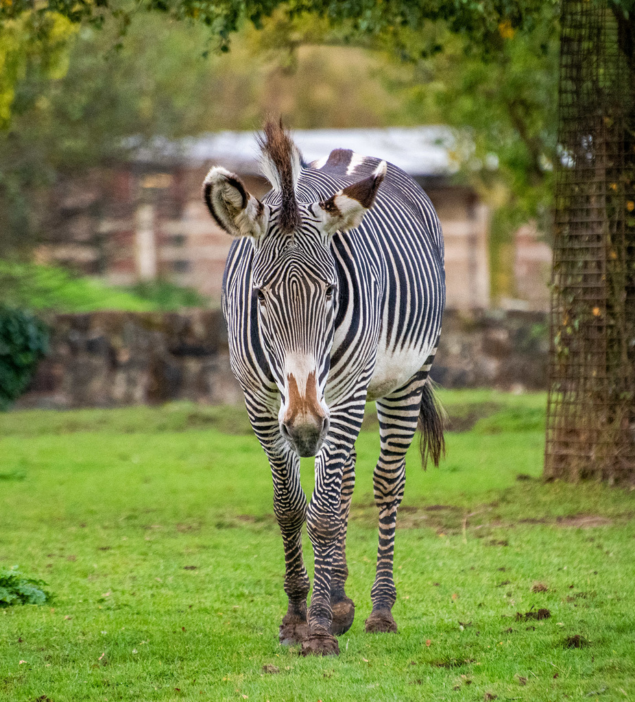 Zebra