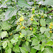 Gewöhnliche Goldnessel (Lamium galeobdolon (L.) L., Syn.: Galeobdolon luteum Huds.)