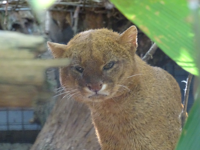 Rare wildcat