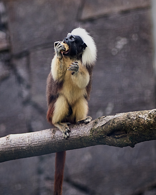 Tierpark Straubing