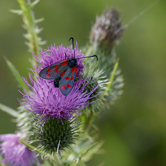 Zygène celle de la filipendule (spirée)