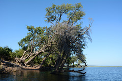 Botswana, Trees at the Right Bank of the River of Chobe