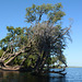 Botswana, Trees at the Right Bank of the River of Chobe