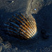 Symbole associé au pèlerinage de Compostelle , la coquille Saint-Jacques . .