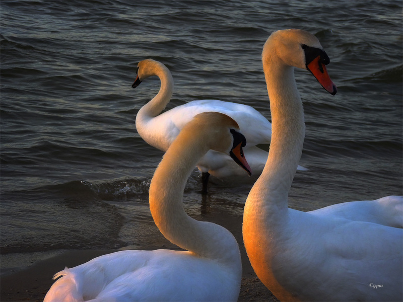 In the Evening