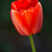c'est l'printemps - tulipe - tulip
