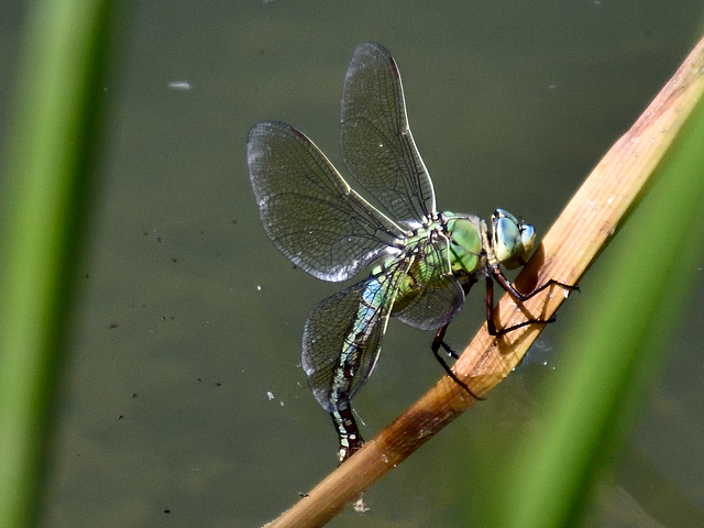 Blue Emperor f ovipositing (Anax imperator) DSB 0469