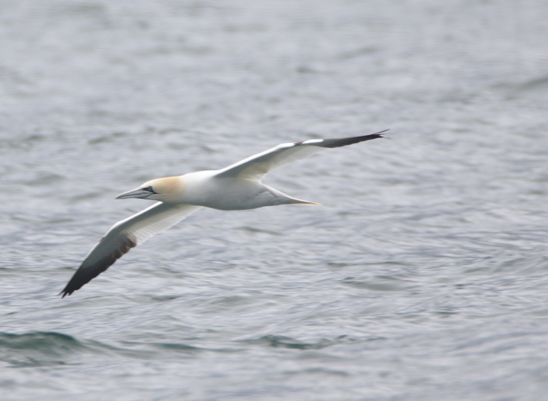 EF7A2707gannet