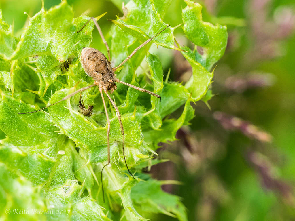 Harvestman