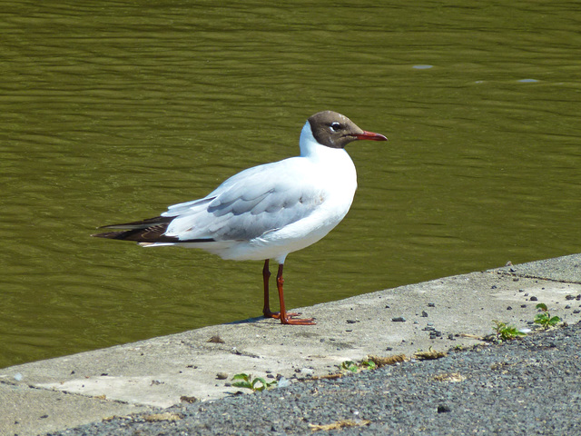 Black Headed Gull 2