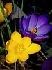 crocus