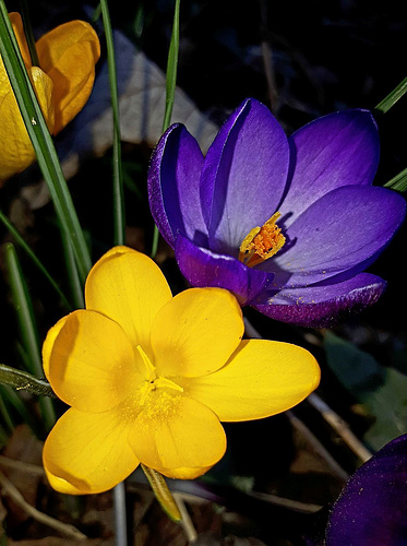 crocus
