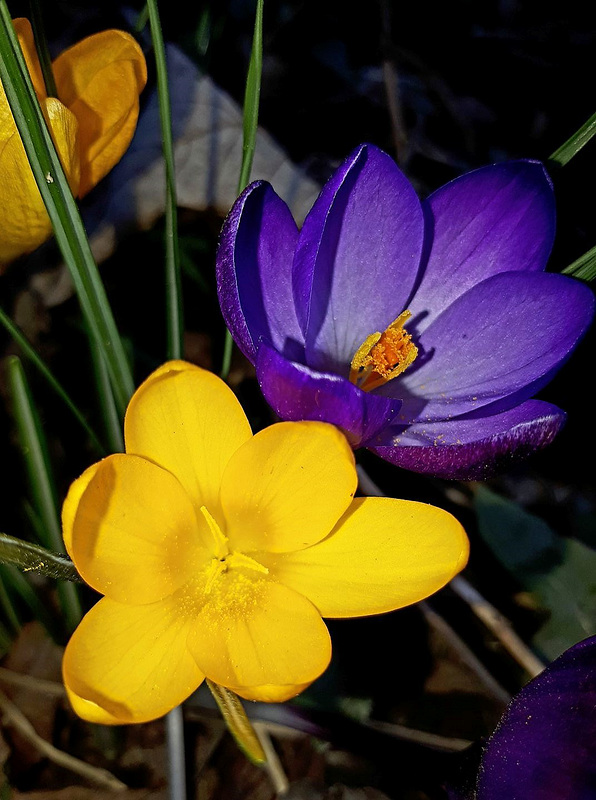 crocus