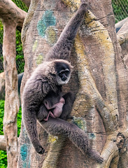 Silver gibbon and baby