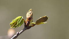 L'envol des bourgeons.....