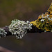 Lichen 3