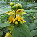 Gewöhnliche Goldnessel (Lamium galeobdolon (L.) L., Syn.: Galeobdolon luteum Huds.)