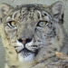 Tikana the Snow Leopard
