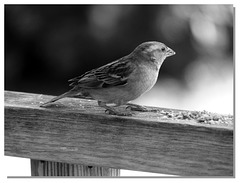 292 Mes amis du jardin.