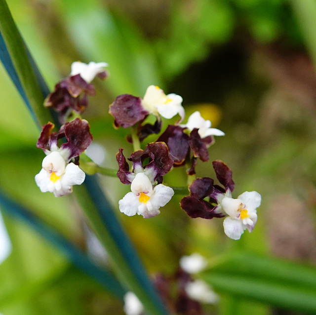 Cyrtochilum parviflorum