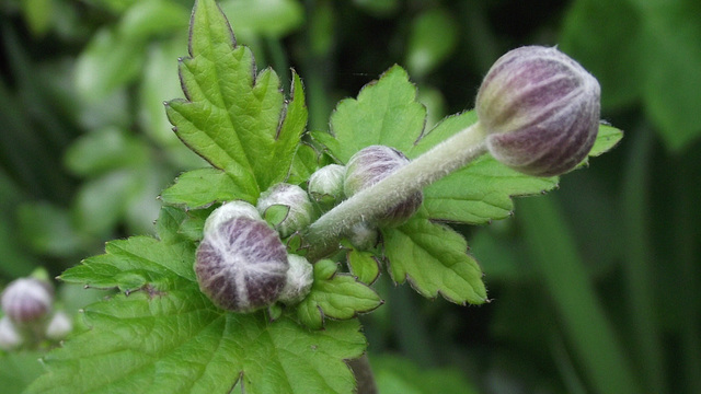 The buds of the anemone