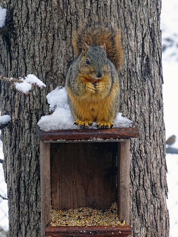 Pip in the snow 9-1-2016