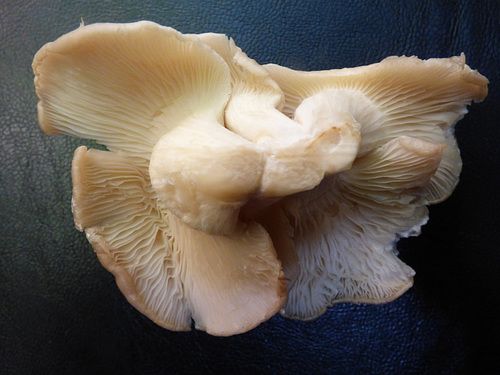 Plusieurs champignons