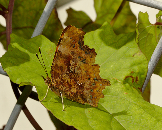 Comma IMG_5709