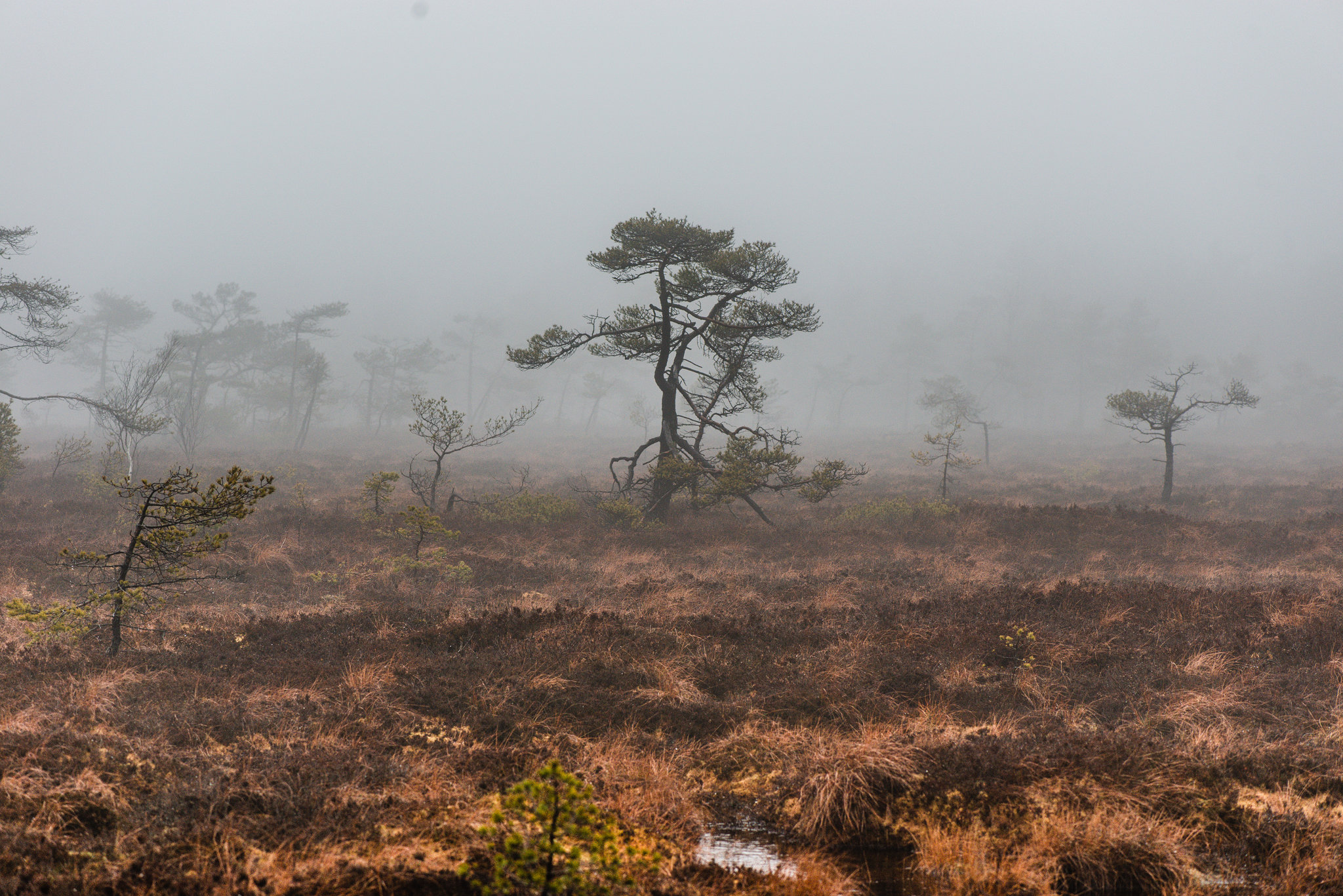 Rhön - Schwarzes Moor -  20190101