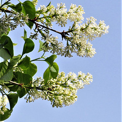 The lilac is reaching for the sun