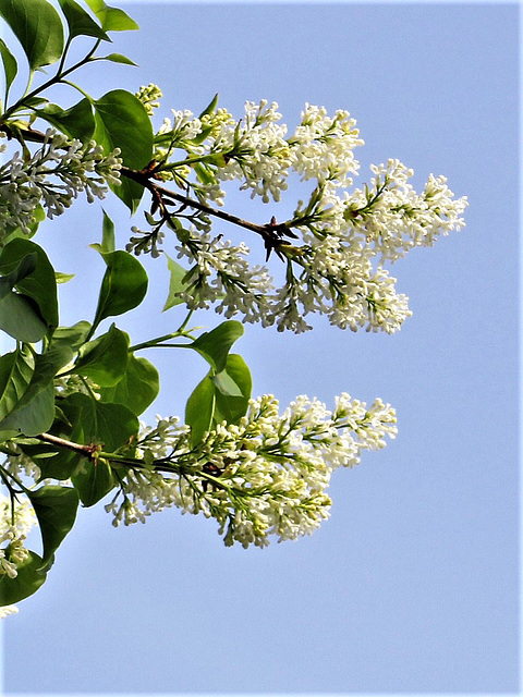 The lilac is reaching for the sun