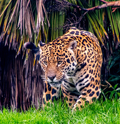 ipernity: Napo the jaguar - by Maeluk