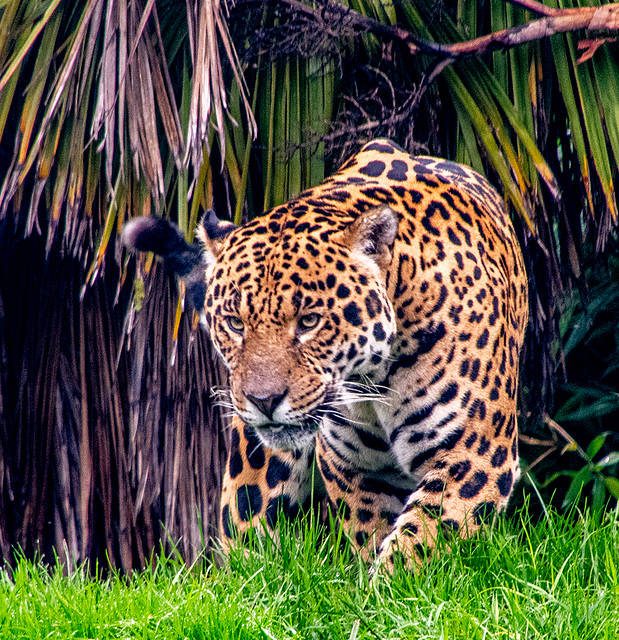 Napo the jaguar