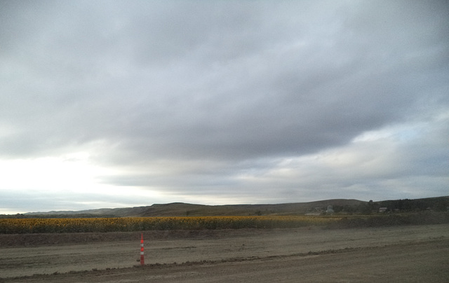 Tournesols sur la route 83 / Sunflowers on route 83