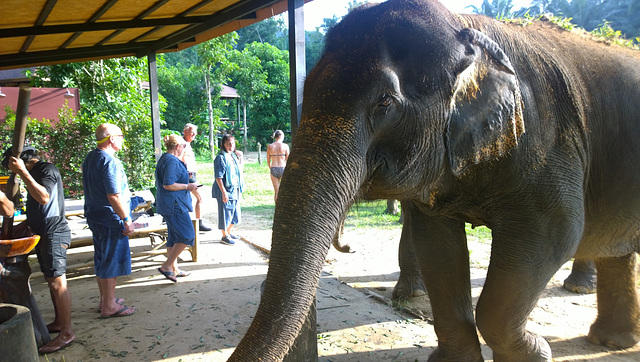 Krabi Elephant HOUSE Sanctuary