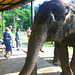 Krabi Elephant HOUSE Sanctuary