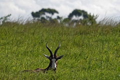 AFRIQUE du SUD